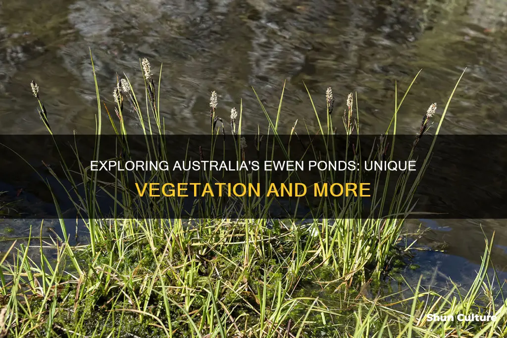 what vegetation is found in ewen ponds australia