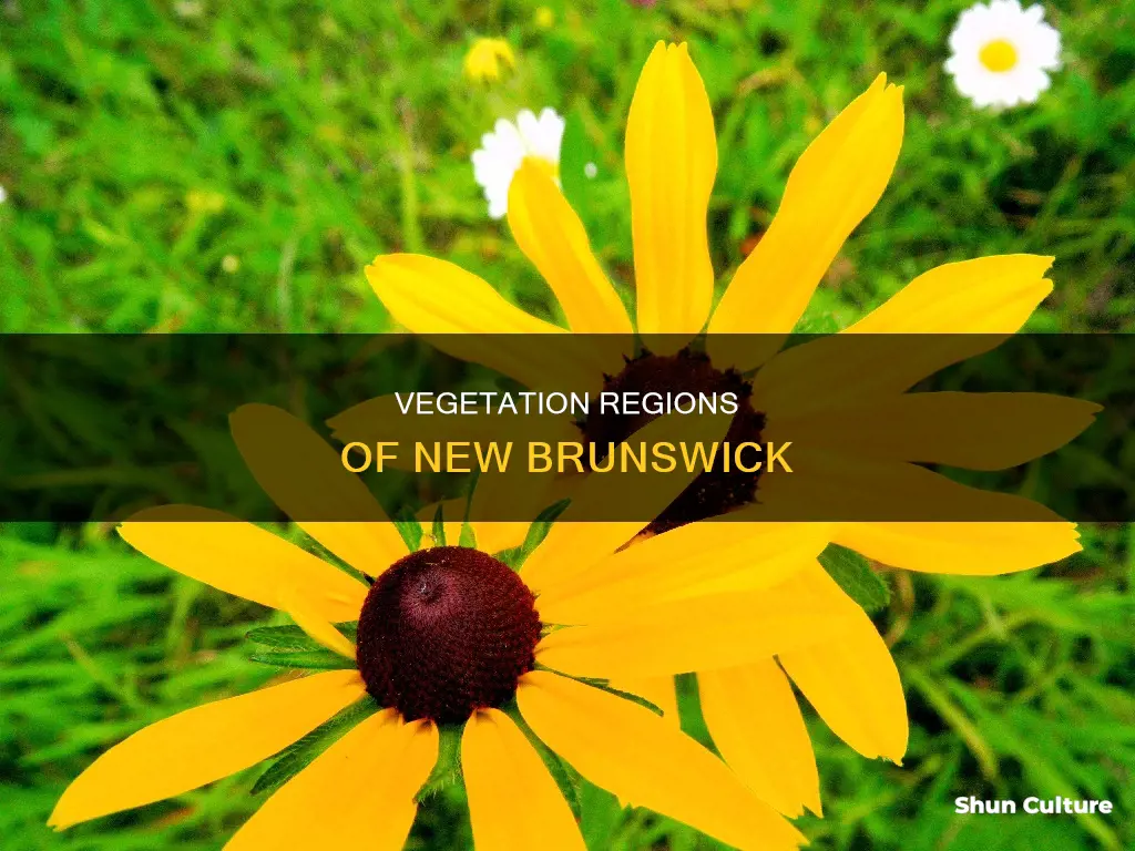 what vegetation region is new brunswick in