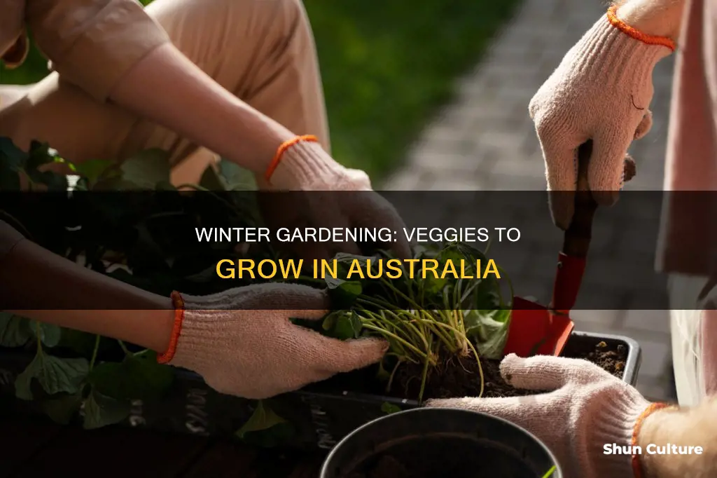 what veggies to grow in winter australia