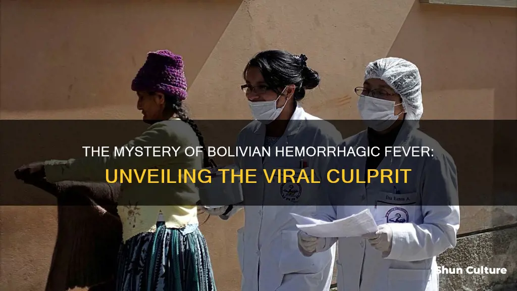 what virus causes bolivian hemorrhagic fever