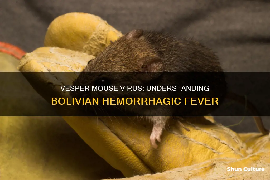 what virus in the vesper mouse causes bolivian hemorrhagic fever