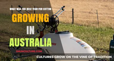 Australia's Cotton Boom: Unveiling the Most Productive Year in History