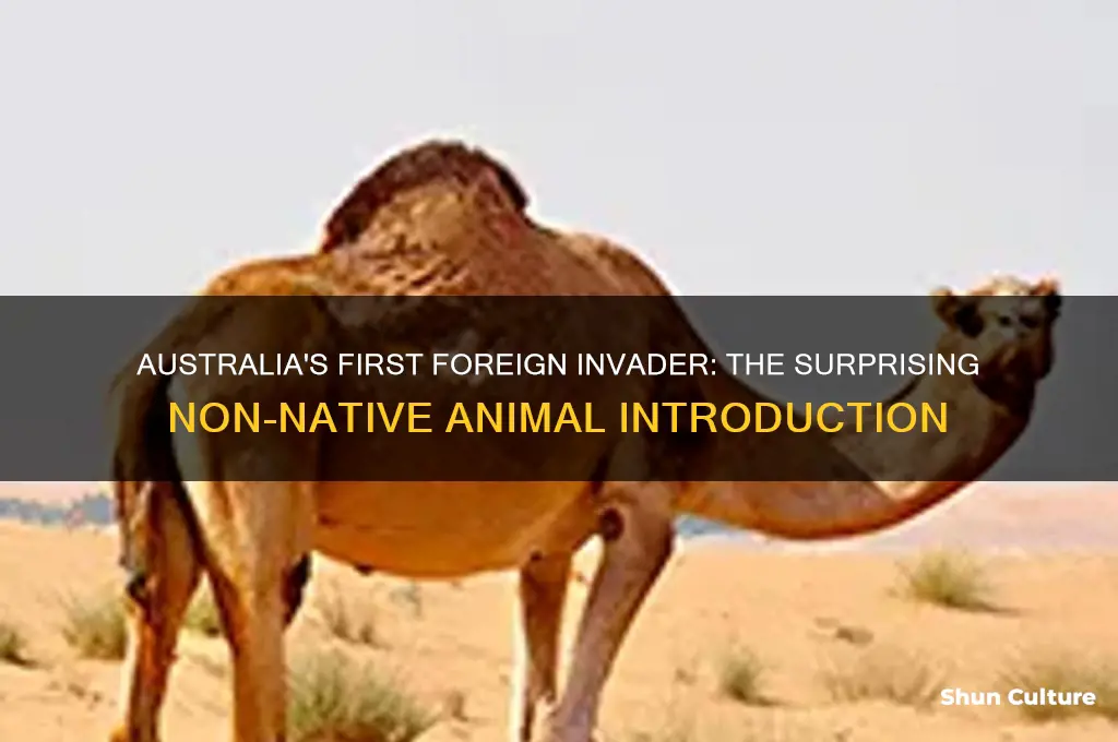 what was the first non native animal introduced into australia