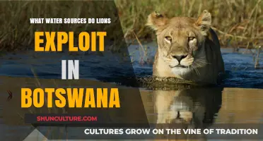 Botswana's Lions: Unveiling Their Vital Water Sources and Survival Strategies
