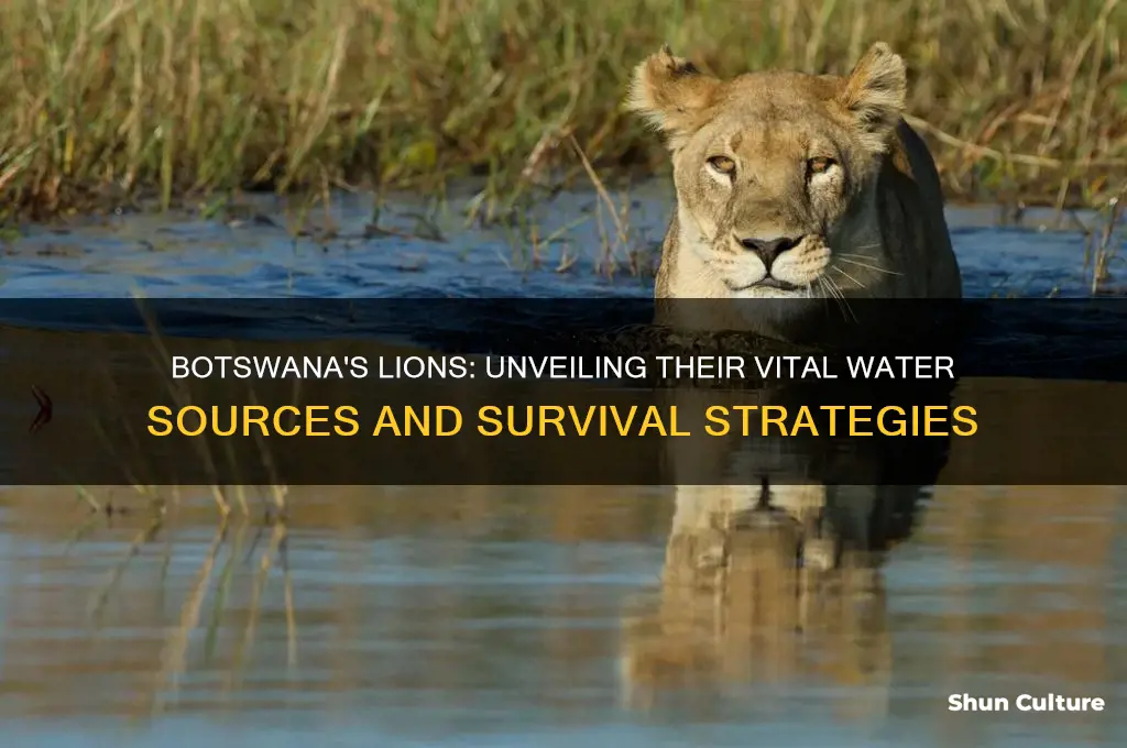 what water sources do lions exploit in botswana