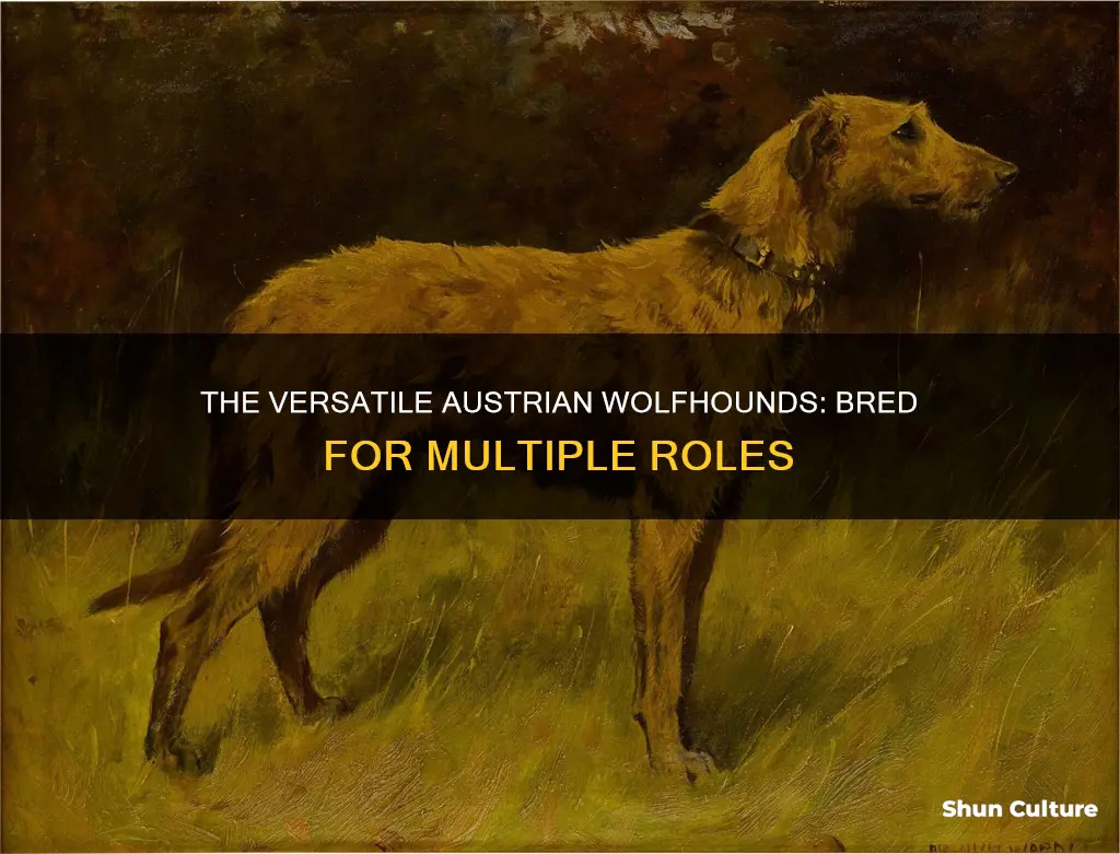 what were austrian wolfhounds used for