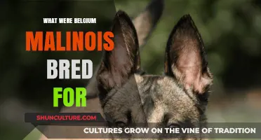 Unleashing the Purpose: What Were Belgian Malinois Bred For?