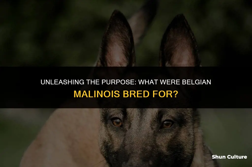 what were belgium malinois bred for