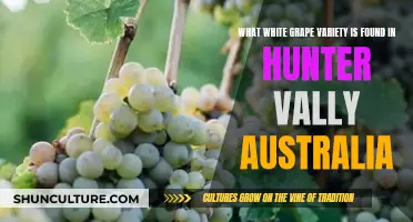 Hunter Valley's White Grape: A Unique Variety