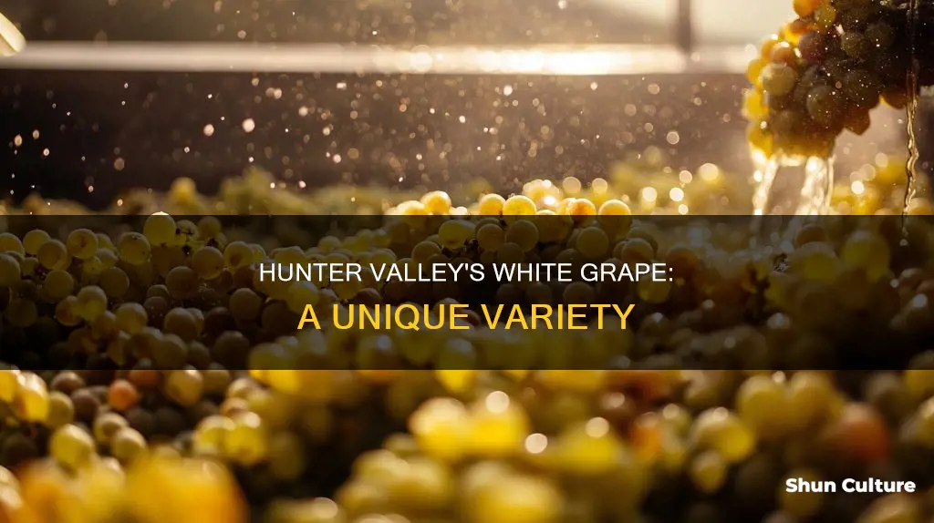 what white grape variety is found in hunter vally australia