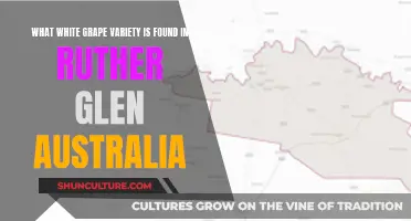 White Grape Varieties in Ruther Glen, Australia: Unveiling Secrets