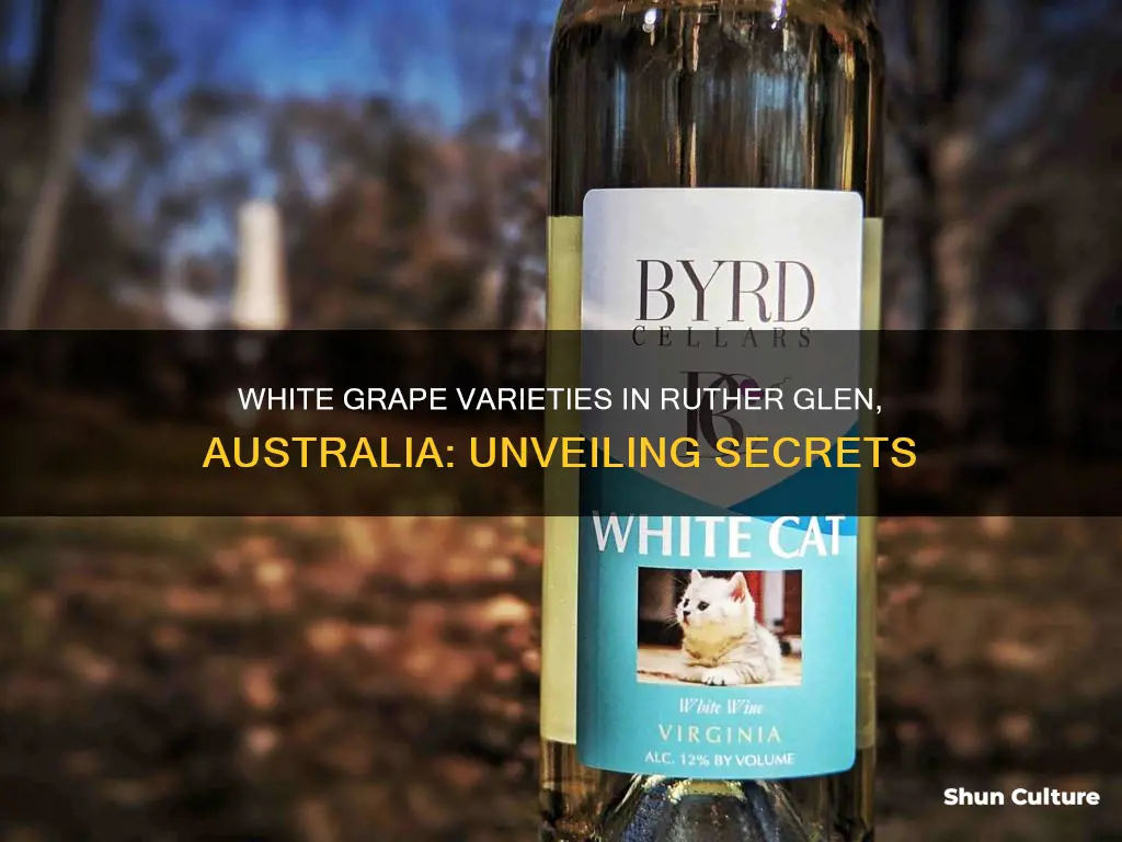 what white grape variety is found in ruther glen australia