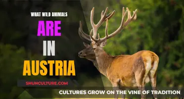 Exploring Austria's Wildlife: A Guide to the Country's Diverse Animals