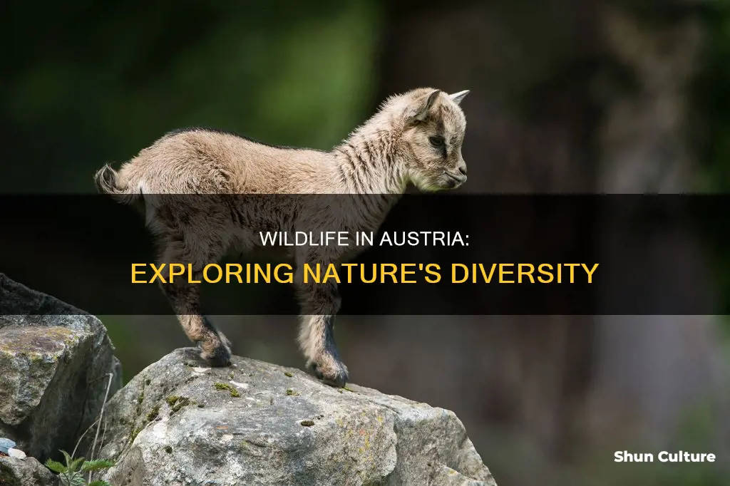 what wild animals are in austria