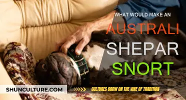 Why Do Australian Shepherds Snort?