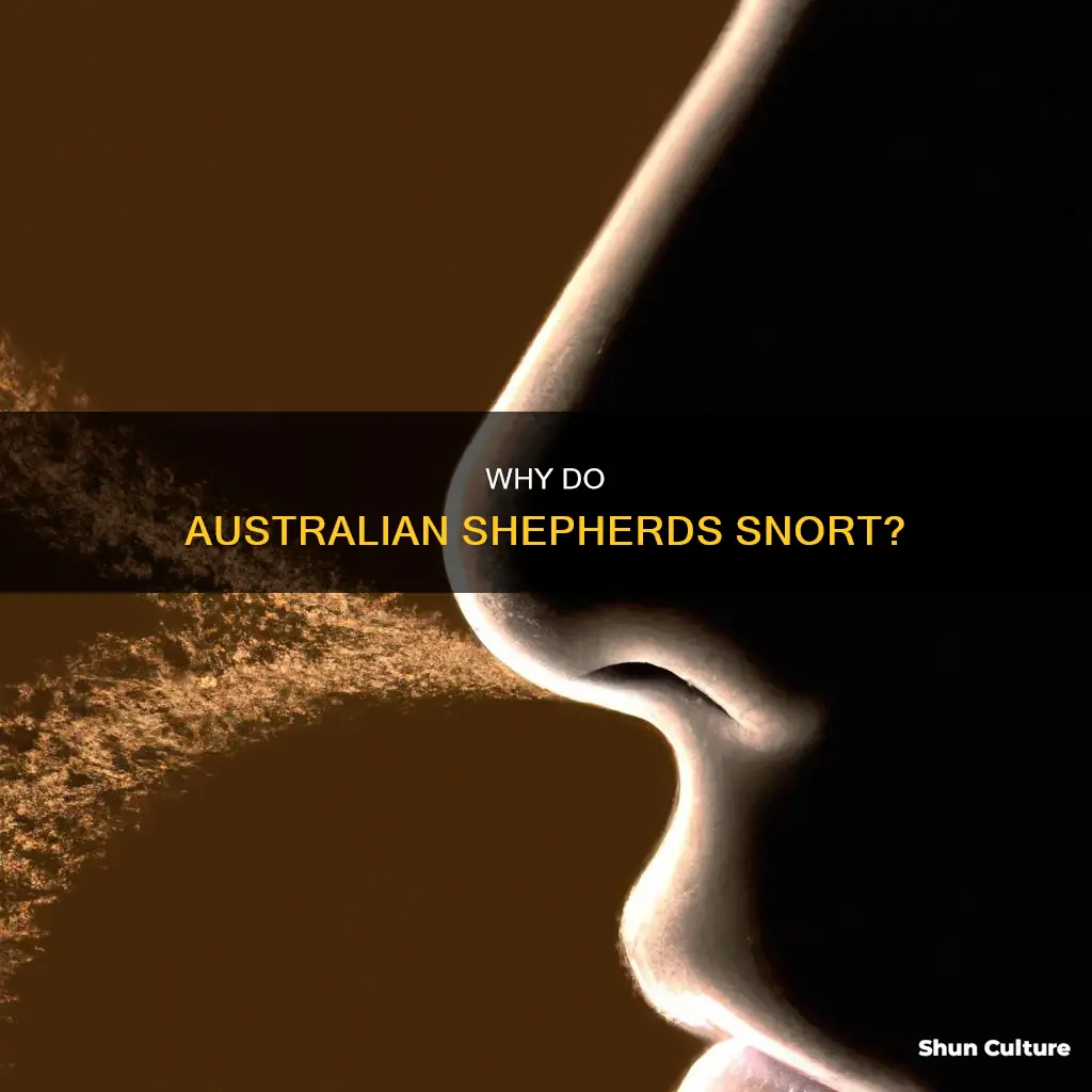 what would make an australian shepard snort