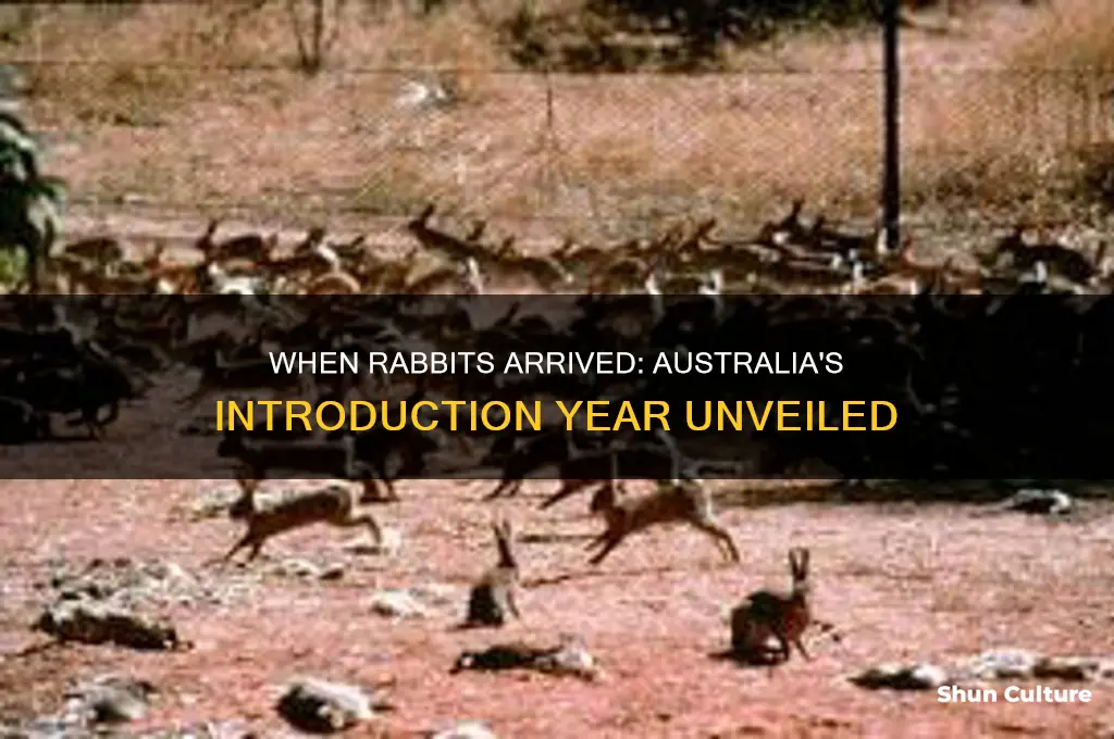 what year did australia introduce rabbits
