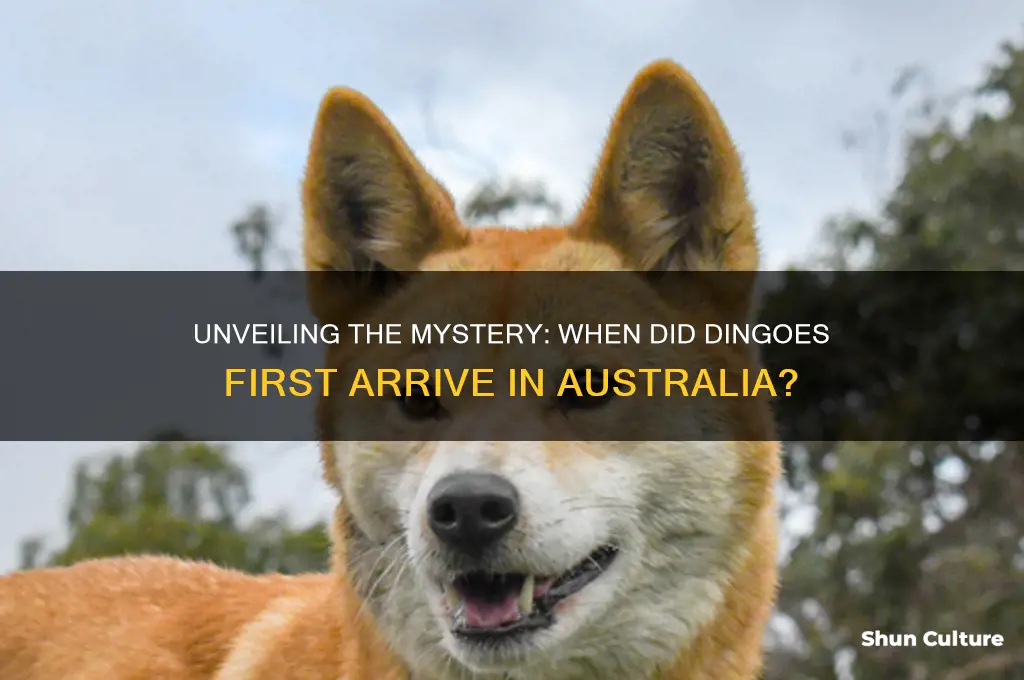 what year did dingoes arrive in australia