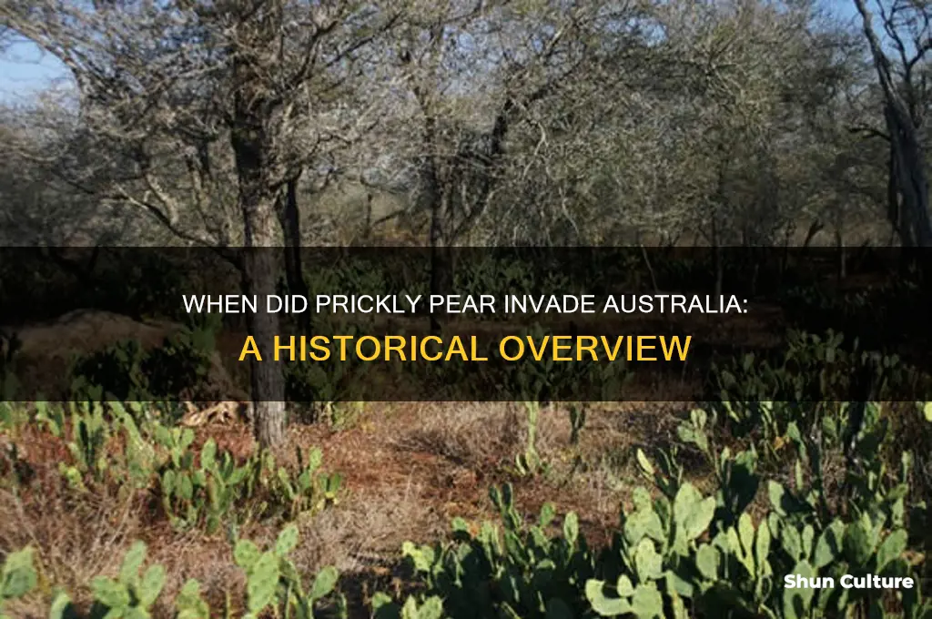 what year was the prickly pear introduced to australia