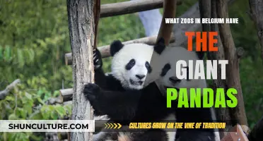 Discovering Belgium's Zoos: A Guide to Giant Panda Habitats