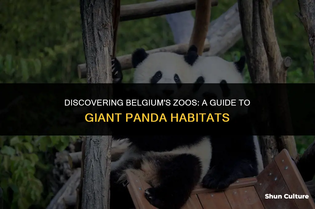 what zoos in belgium have the giant pandas