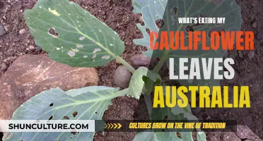Cauliflower Pest Control: Saving Australian Harvests