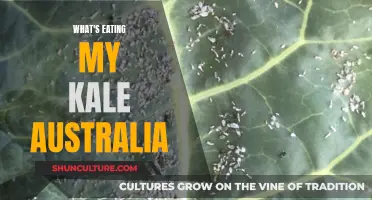 Kale-Eating Pests in Australia: Who's Chomping Down Under?