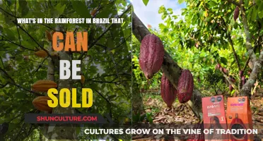 Exploring Brazil's Rainforest: Valuable Resources and Products for Sale