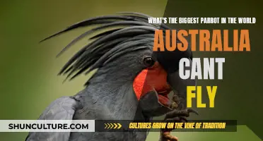 Giant Parrots: Australia's Flightless Feathered Friends