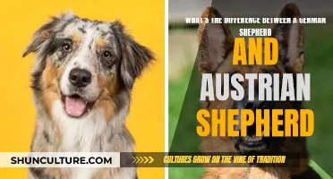 Unraveling the Mystery: German Shepherd vs. Austrian Shepherd