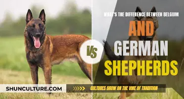 Exploring the Distinct Traits: Belgian vs. German Shepherds