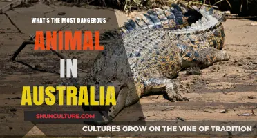 Deadly Aussie Wildlife: The Most Dangerous Creatures Down Under
