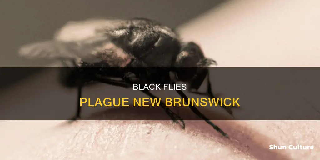 when are black flies bad in new brunswick canada