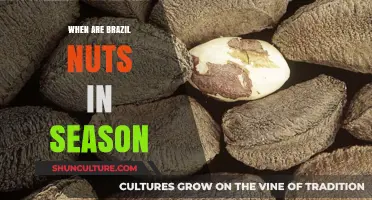 When Are Brazil Nuts in Season: A Harvest Guide