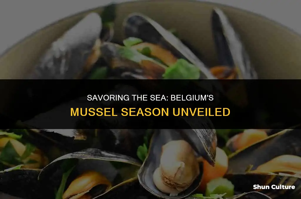 when are mussels in season in belgium