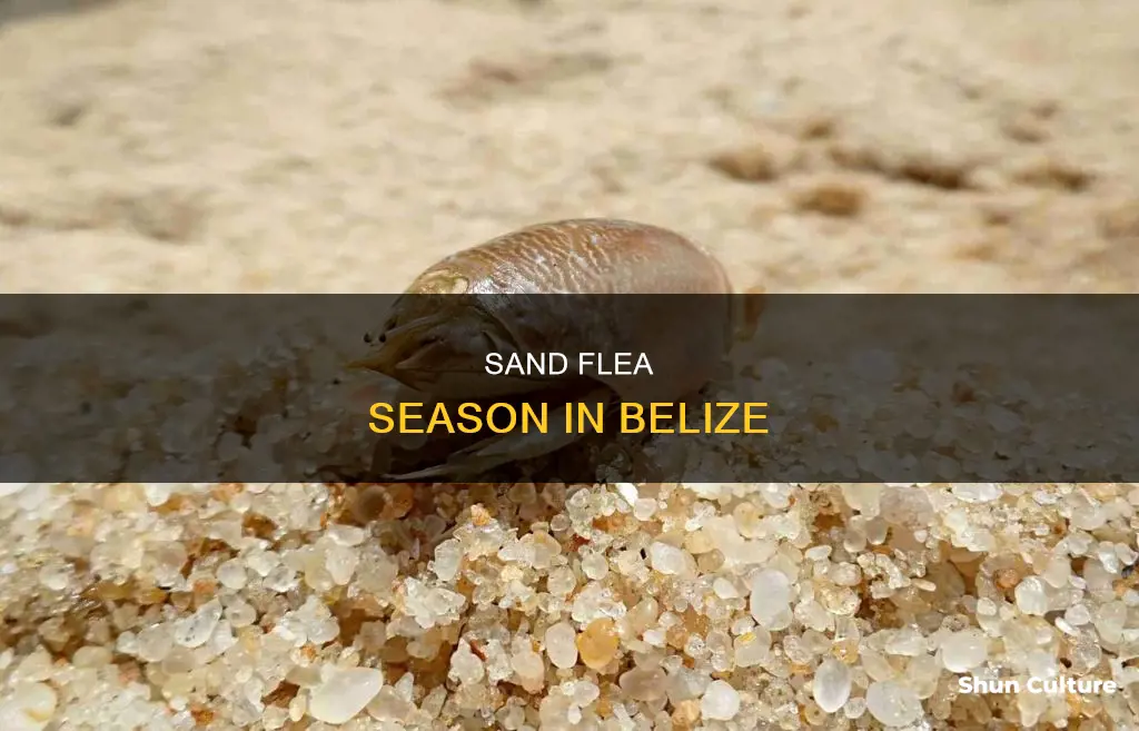 when are sand fleas most active belize