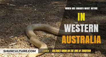 Snake Activity in Western Australia: What You Need to Know