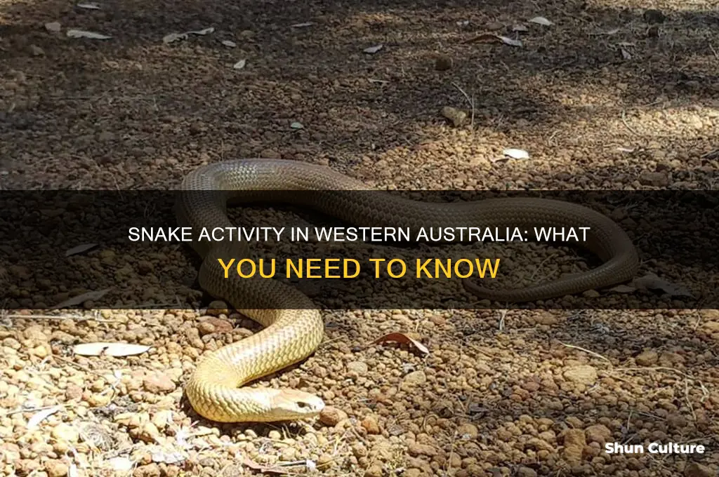 when are snakes most active in western australia