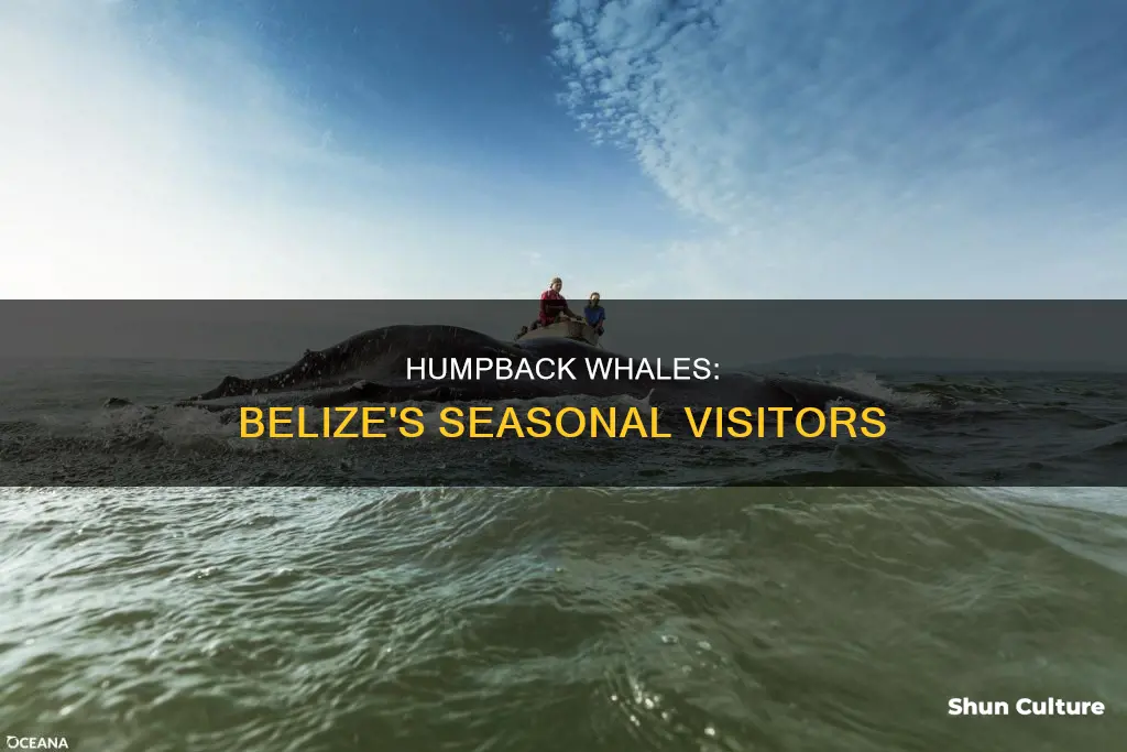 when are there humpback whales in belize