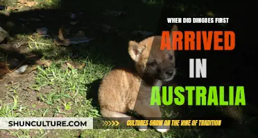 Unveiling the Mystery: Dingoes' Ancient Arrival in Australia