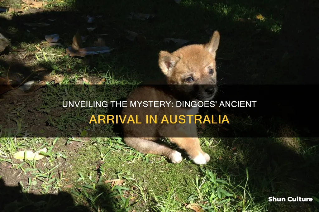 when did dingoes first arrived in australia