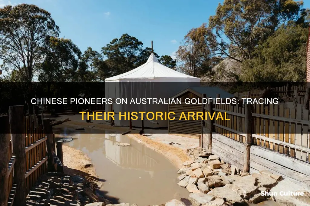 when did the first chinese arrived on the australian goldfields