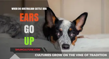 When Do Australian Cattle Dog Ears Stand Up: A Guide
