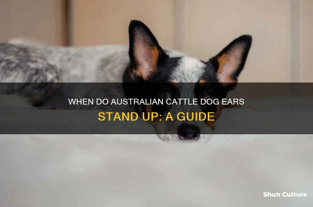 when do australian cattle dog ears go up