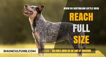 Australian Cattle Dogs: Full Size and Growth Timeline