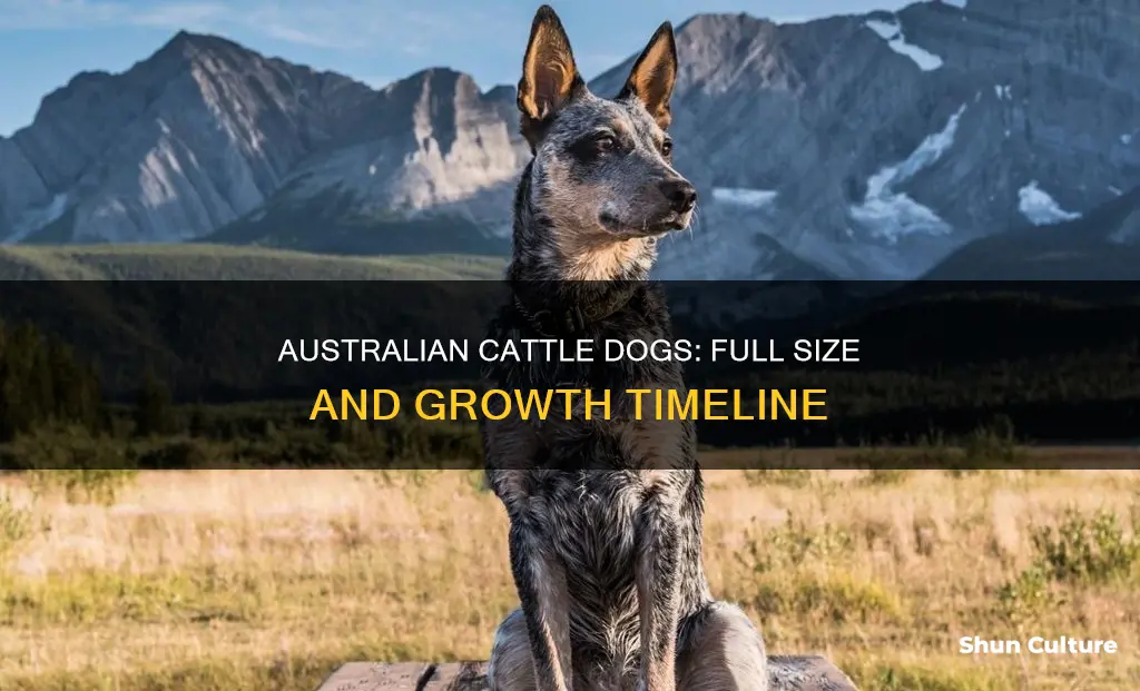 when do australian cattle dogs reach full size