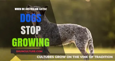 Australian Cattle Dogs: When Do They Reach Full Growth?