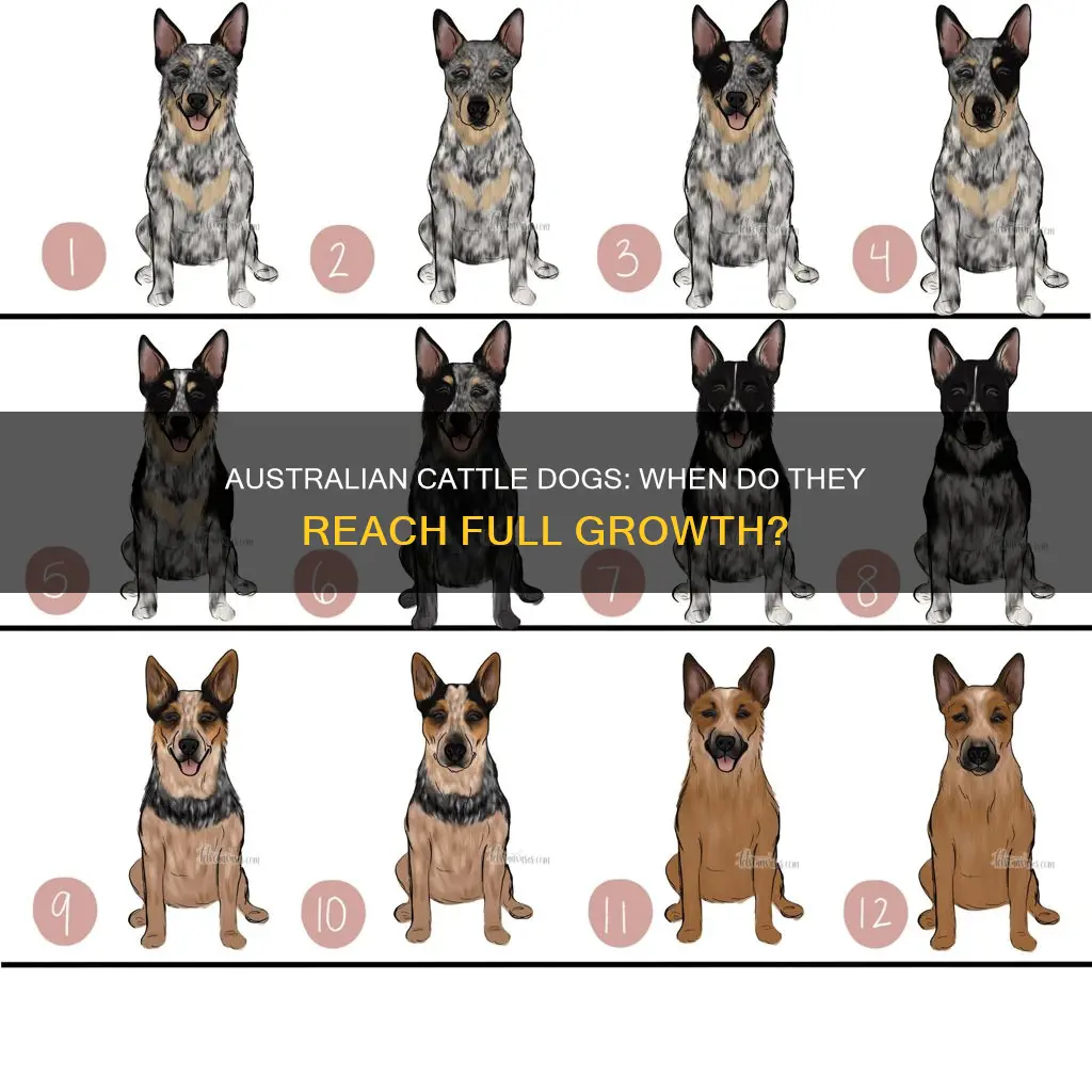 when do australian cattle dogs stop growing