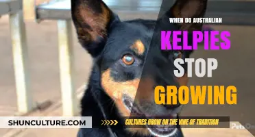 Understanding Your Australian Kelpie's Growth and Development