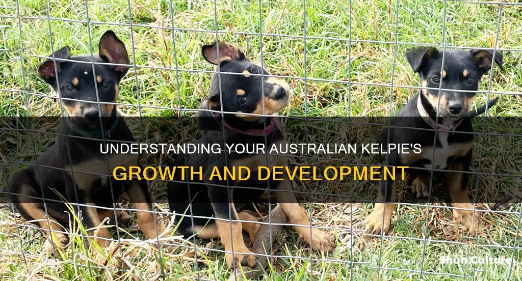 when do australian kelpies stop growing